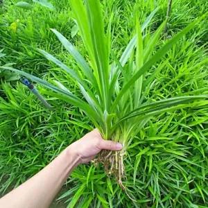 Pandanus amaryllifolius - Pandan leaf Live Plant Root - Picture 1 of 3