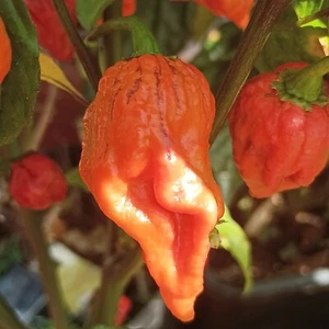 Carolina Reaper of Pheno , 10 semillas , Capsicum chinense (566) - Picture 1 of 5