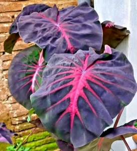Colocasia Red Devil esculenta Arten Neu HB Elefantenohr + Phyto Zertifikat. - Bild 1 von 10