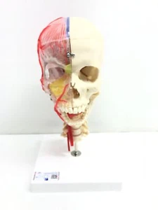 3B Scientific Menschliche Anatomie - Systemschaedelmodell - Bild 1 von 6