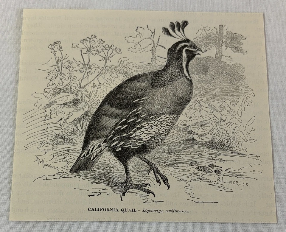 Libro grabado 1885 ~ CALIFORNIA CODORNIZ Foto 1 de 1