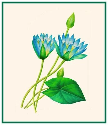 Botanical Redoute's Egyptian Lotus Flowers Counted Cross Stitch Pattern - Image 1 of 4