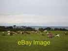 Photo 6X4 Cattle At Hermitage Farm In The Se Of The Square Looking Nw Tow C2005