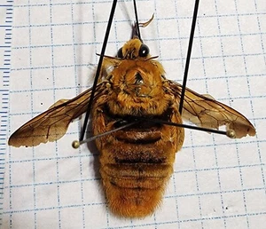 Hymenoptera HUGE Xylocopa species from Cameroon, Africa Bumble Bee Insect Bombus - Picture 1 of 6