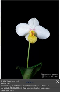 Slipper orchid Paphiopedilum emersonii - Picture 1 of 2