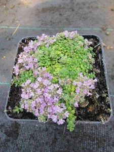 Thymus praecox minor - Teppichthymian : Stückzahl Rabatt - 5er-Paket - Bild 1 von 1