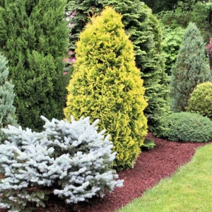 6 X CONIFERS HANDY CARRY PACK MULTIPLE VARIETIES HARDY EVERGREEN PLANTS IN POT - Picture 1 of 4