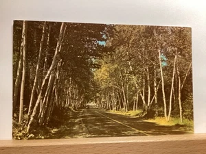 Birch Tree Shaded Roadway Through Rural Michigan: - Vintage Postcard - Picture 1 of 3
