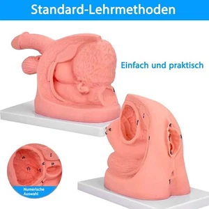 1 Kits Männliche weibliche Urethrale Katheterisierung Training Simulator Modell - Picture 1 of 11