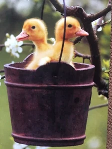 EASTER BLESSINGS - Pack Of 4  Easter Cards, Cute Chicks & Tree Blossom. - Picture 1 of 2