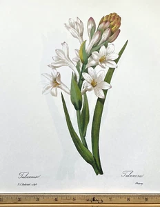 Redoute Flowers #140 TUBEROSA TUBE ROSE BOTANICAL ART BK SUPERB FLORAL PRINT - Picture 1 of 1