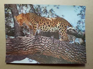 Cartolina d'epoca lenticolare 3D 201, LEOPARDO, TOPPAN, MERAVIGLIA, Zurigo - Foto 1 di 2