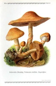 1913 GRAMBERG CHROMOLITHOGRAPH Mushrooms: red-banded cortinarius - Picture 1 of 3