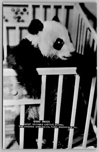 RPPC Giant Panda Chicago Zoological Park Brookfield IL Real Photo Postcard L7 - Picture 1 of 2