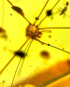 Burmite Fossil Cretaceous amber spider insect Burmese amber Fossil Myanmar - Picture 1 of 5