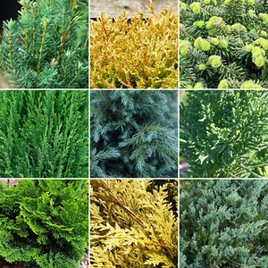 6 X Evergreen Conifer Plant Mix - Hardy Outdoor Garden Shrubs | 9cm Pots - Picture 1 of 6
