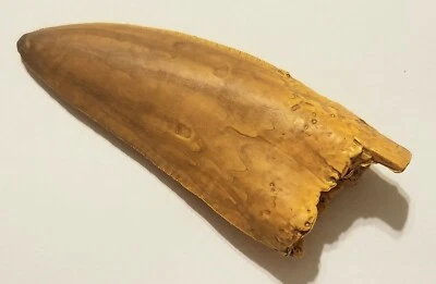 ALBERTOSAURUS Libratus Dinosaur Tooth Jurrasic Fossil Replica GEOFIN Italy - Image 1 of 4
