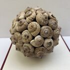 Orbe sphère décorative vintage coquilles naturelles coquilles - 4,75 pouces de diamètre