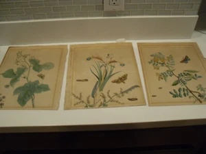3 Antique Print FLOWERS ,INSECTS-BUTTERFLIES, CATAPILLERS, BUGS, YOU GET 3 SHOWN - Picture 1 of 15