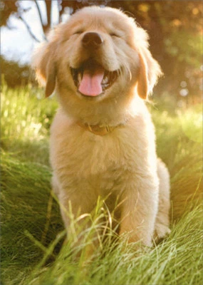 Tarjeta en blanco mate de lujo Smiling Golden Retreiver Avanti Puppy Dog Foto 1 de 2