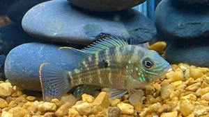 Green Terror 3" - Picture 1 of 3