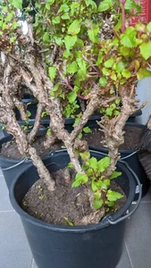 Fuchsien Rot, ca50cm Wuchshöhe, alte Pflanzen ca. 30+ Jahre alt, tw. Mehrstämmig - Bild 1 von 16