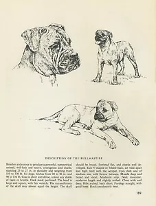 BULLMASTIFF VINTAGE 1963 DRUCK SKIZZENSEITE KÜNSTLER BRIDGET OLERENSHAW - Bild 1 von 1