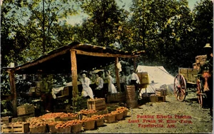 FAYETTEVILLE, ARKANSAS - PACKING PEACHES AT ELLIS' FARM HORSE-DRAWN OLD POSTCARD - Picture 1 of 2