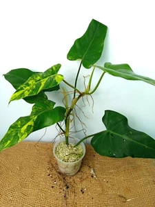 Philodendron DOMESTICUM variegata Exact plant 10.10.9 - Foto 1 di 5