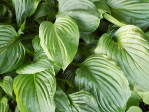 25 Big-Leafed HOSTA VENTRICOSA SEEDS - Picture 1 of 1