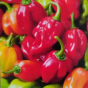 10 Samen, Chili - Habanero Mischung - Scharfe Würze - Bild 1 von 7