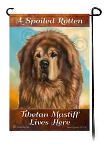 A Spoiled Rotten Brown Tibetan Mastiff Lives Here - Imagen 1 de 1