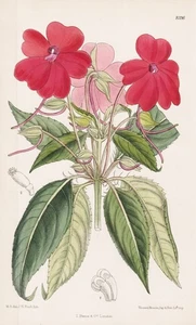 Impatiens Herzogii New Guinea Blume Botanik flower botany lithograph Curtis 8396 - Bild 1 von 1