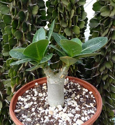 ADENIUM ARABICUM  cactus plante grasse caudex euphorbe jatropha rose du desert5 - Photo 1/4