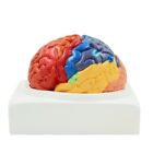 Regional Brain Model: Functional Anatomy Display (2 Parts)