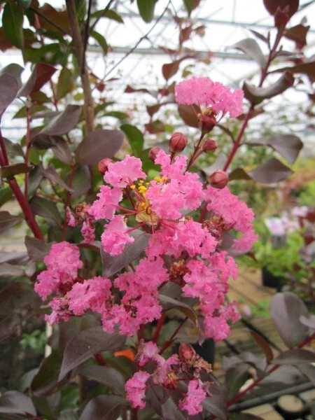 Kräuselmyrte Turenne - Lagerstroemia Indica - Kreppmyrte - 40-60cm - Bild 1 von 1