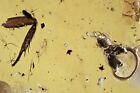ANT Formicidae & Large Leg Fossil Inclusion Genuine BALTIC AMBER 210407-83 +IMG