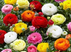 Ranunculus Mix 20 Purple Gold Yellow Red Pink Corms Bulbs Peony Rose Flowers - Picture 1 of 6