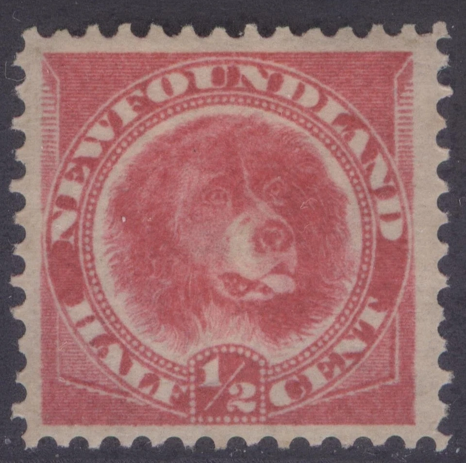 NEWFOUNDLAND 56 1/2c ROSE RED DOG 1887 BABNC MONTREAL PRINTING MPH (#71) CV$45  - Image 1 of 2