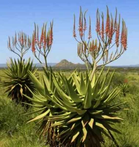 ALOE LITTORALIS SEEDS - Single stem tree aloe - 10 seeds - RARE! - Picture 1 of 1