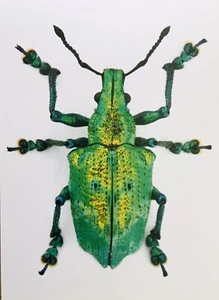 INSEKTENKUNST von Christopher Marley 5 neue unbenutzte Postkarten 2005 (Teilbuch) - Bild 1 von 8