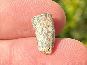 RARO Dente di dinosauro Zhuchengtyrannus Cina teropode tirannosauro Cretaceo - Foto 1 di 11