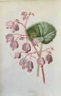 Antique Print Begonia Flower C1880's Garden Flowers Botany Botanical Art