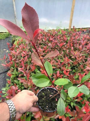 MARTIN'S NURSERY 10 Photinia Red Robin Hedging Plants - approx 20-30cm Tall in Pots
