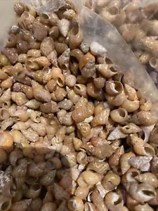 1 Cup Philippine Peach Melissas tiny Sea Seashells 1/4-1/2" Craft Shells - Picture 1 of 3