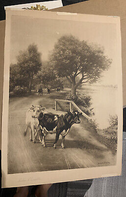 SILAS S. DUSTIN  Photocopy 1894 Cows BOVINE PAINTING • 150€