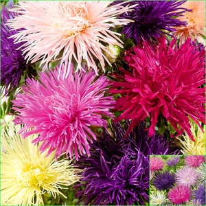 ASTER Unicum Mix Seeds Grow FLOWERS Beautiful COLOURFUL Garden - Picture 1 of 2