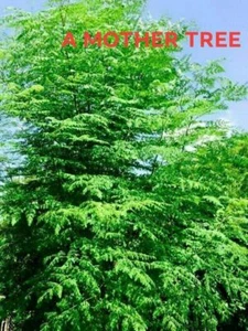 3" Dia 24" Moringa Oleifera Drumstick CUTTING Miracle Mothers Tree of Life Stem - Picture 1 of 5