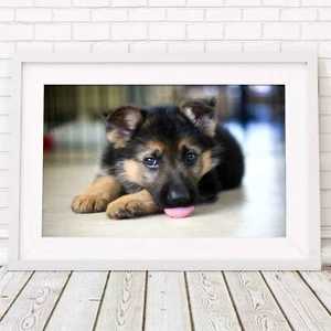 GERMAN SHEPARD PUPPY DOG - Poster Picture Print Sizes A5 to A0 **FREE DELIVERY** - Picture 1 of 14