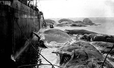 Blue whales are alongside "Sir James Clark Ross" in 1924 OLD PHOTO